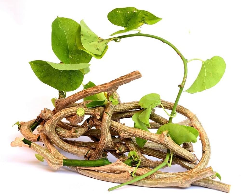 Guduchi (Tinospora cordifolia) in inflammatory disorders treated by raktamokshana